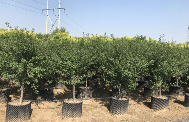 2020年綠化苗木發(fā)展行情如何？