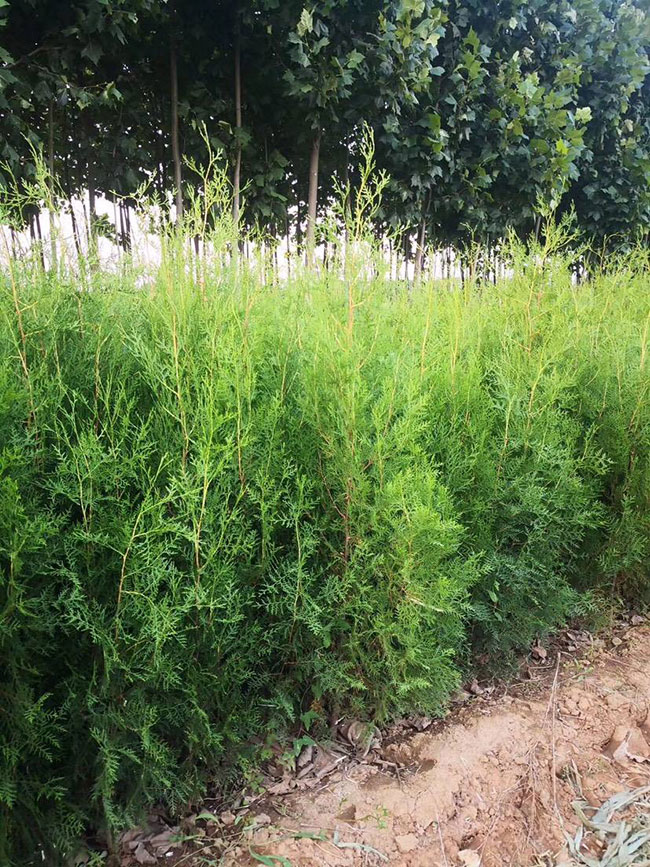 2020年綠化苗木發(fā)展行情如何？