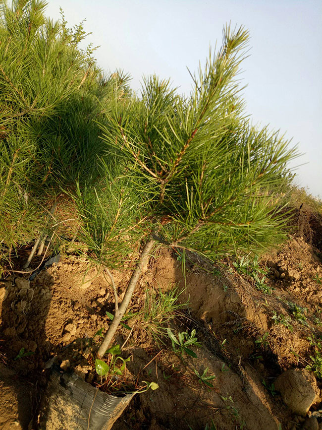 2020年綠化苗木發(fā)展行情如何？