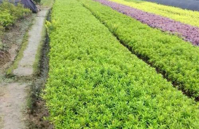 2020年綠化苗木發(fā)展行情如何？