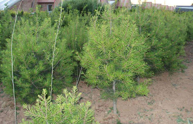 大規模國土綠化扮靚美麗中國