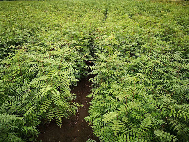 大規模國土綠化扮靚美麗中國
