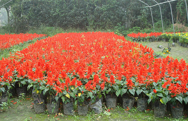 大規模國土綠化扮靚美麗中國